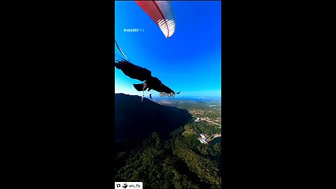 OUR FRIENDS IN BRAZIL. The PET VULTURE and URU FLY! Original content by @uru_fly Instagram. 8-1