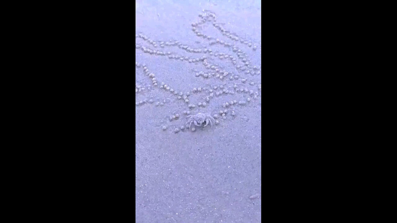 A creation made by a crab on the beach
