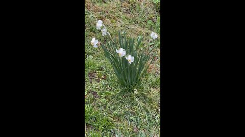 Narcissus blooms in the field...