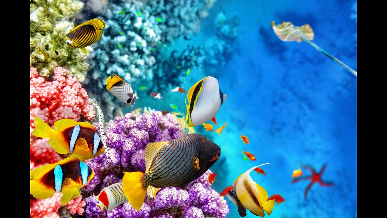 THE GREAT BARRIER REEF | 16mm