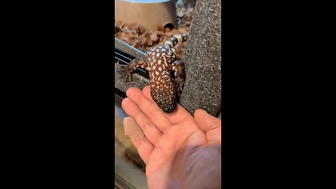 Lickster Lizard of the beaded variety