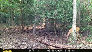 trailcam