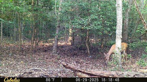 trailcam