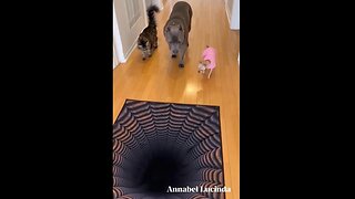 🤣 Gotta love dogs