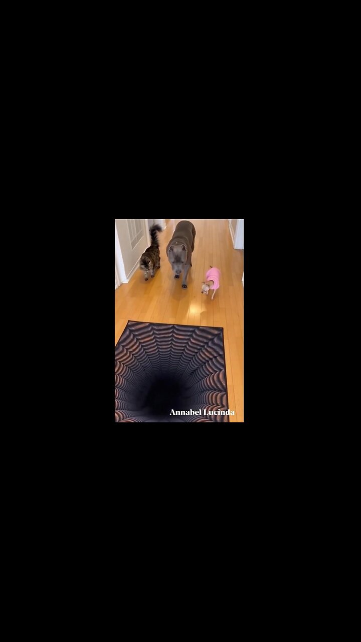 🤣 Gotta love dogs