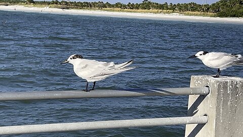 Sandwich terns September 19 2025