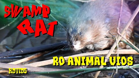 Mission: Swamp Rat!