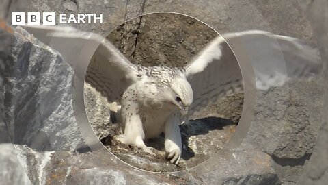 A Baby Falcon's First Flight | Animal Babies | BBC Earth