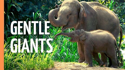Giants of the Earth: The Majestic World of Elephants