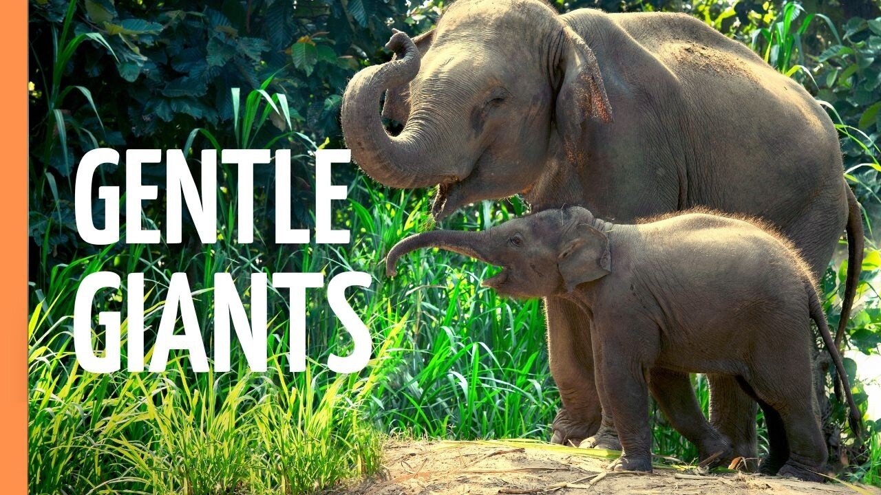 Giants of the Earth: The Majestic World of Elephants