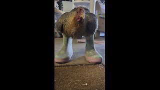 Our hen dressed & ready for chores