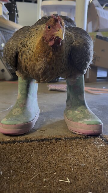 Our hen dressed & ready for chores