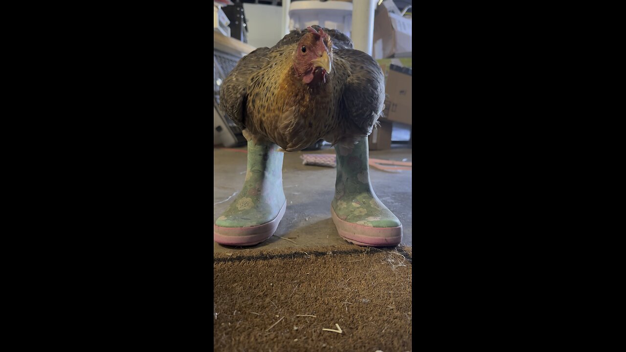 Our hen dressed & ready for chores