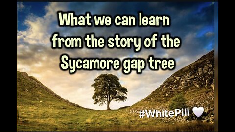 Tribute to the Sycamore gap tree #WhitePill