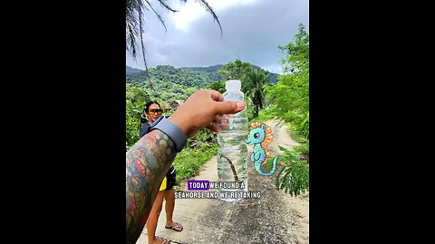 🐴🌊 We Found a Seahorse in Thailand and Gave Him a Mansion?!