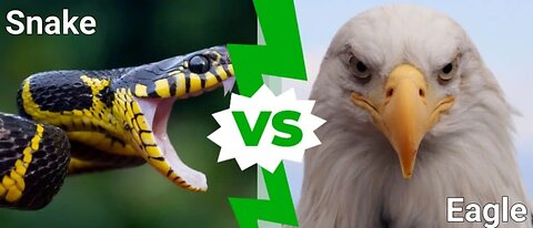 Ultimate showdown between a Snake 🐍 and an Eagle 🦅