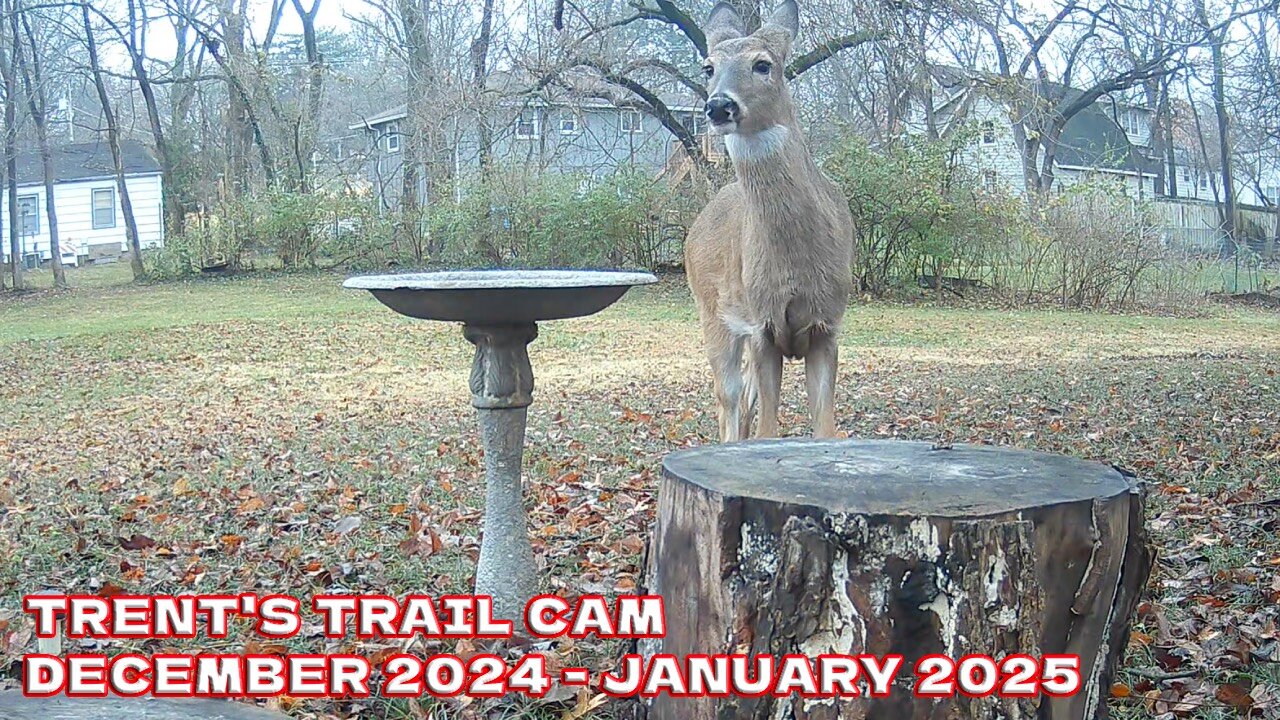 Trent's Trail Cam - Dec 2024 & Jan 2025