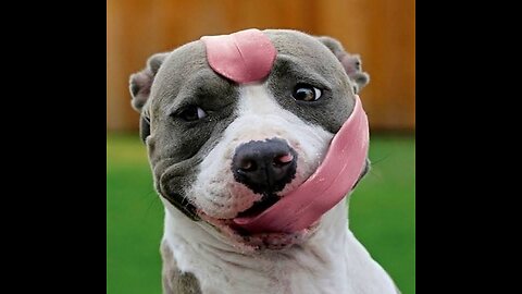 Funny dogs and cats video 😅😅