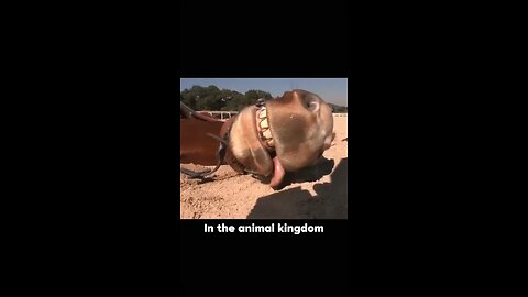 Tom The Horse Horsing Around!🐴😍😂