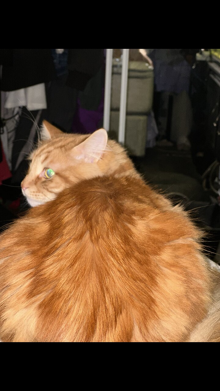 Brush my hair with me #almondmilk #almonddaughter #fyp #wendyortiz #andromedasyke #losanglescreator