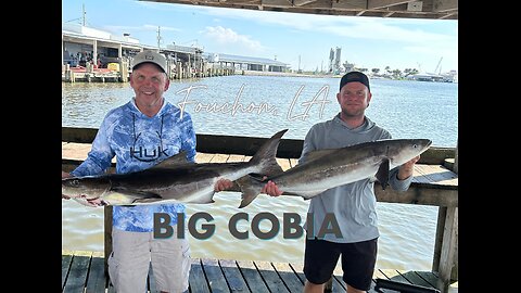 Shark, Snapper and Cobia Offshore Fourchon, LA