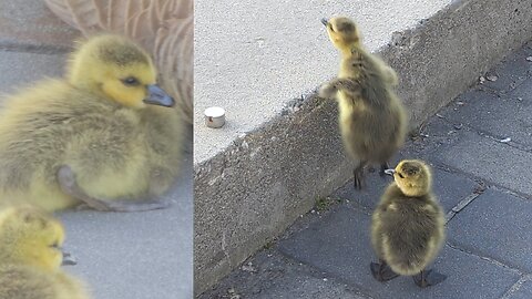 Baby Goslings vs Ledge