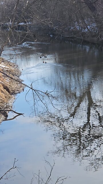 More and More Ducks on Salt Creek
