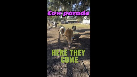 Rosie is pregnant. How long until she pops? Comment your guess.