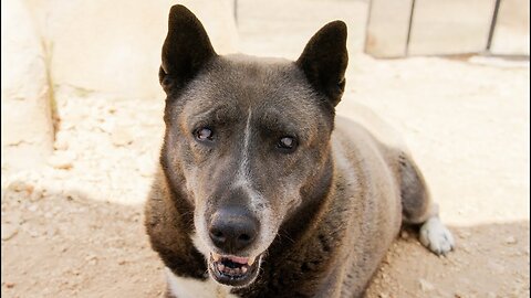 The most famous person in the world reaches across time to touch this blind desert rescue dog!