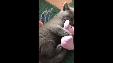 playful cat