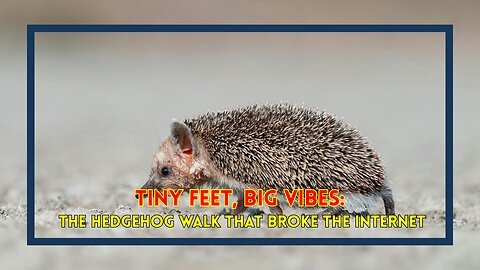 Tiny Feet, Big Vibes: The Hedgehog Walk That Broke the Internet