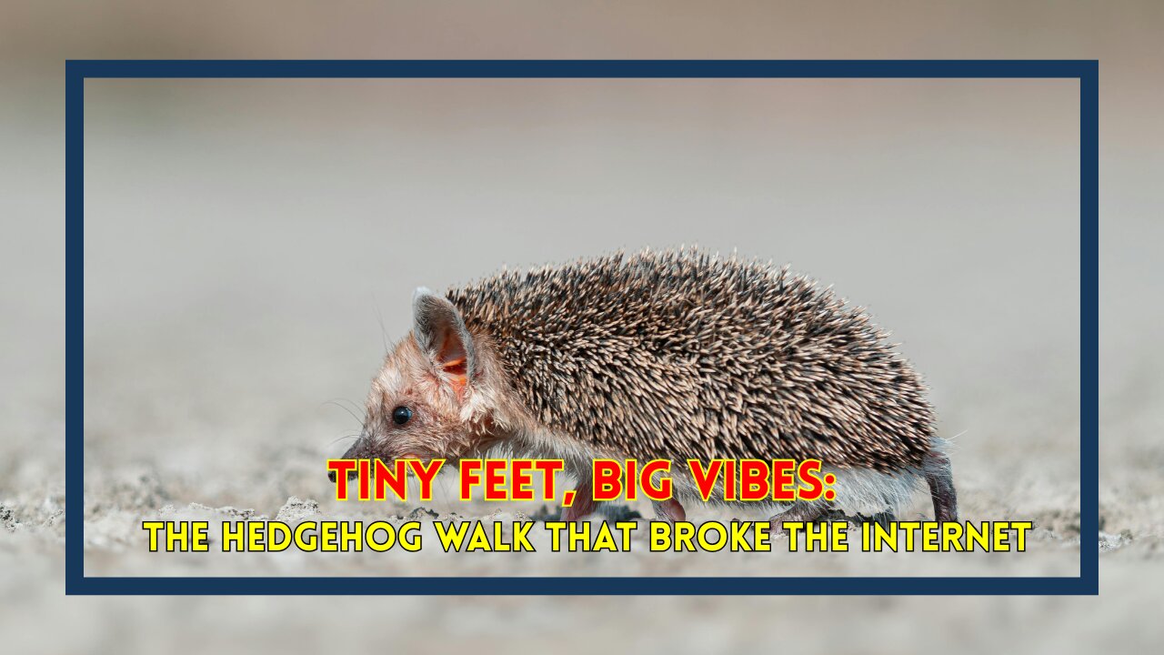 Tiny Feet, Big Vibes: The Hedgehog Walk That Broke the Internet