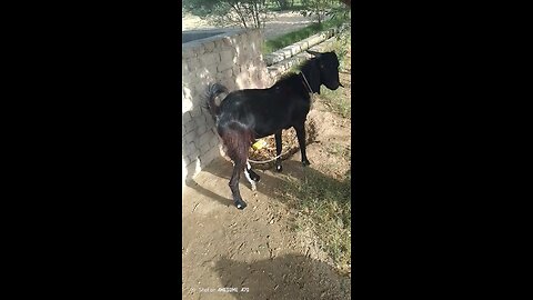 Bakra