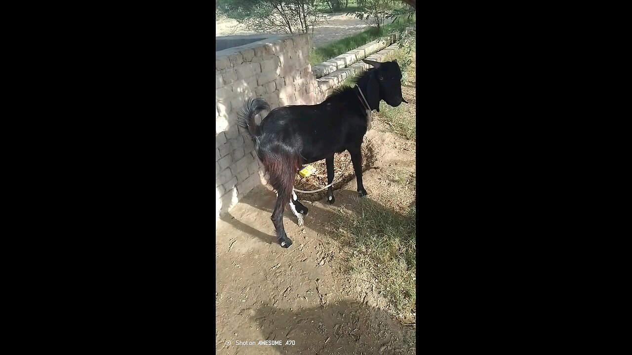 Bakra