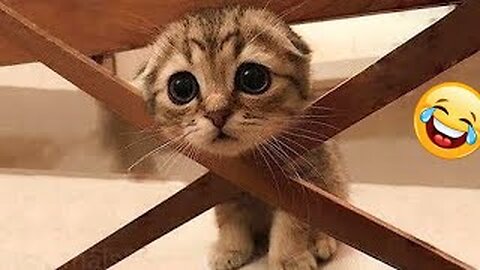 Hilarious Cat Vs.Dog Funny moments 2025 😂 | Funny Animals