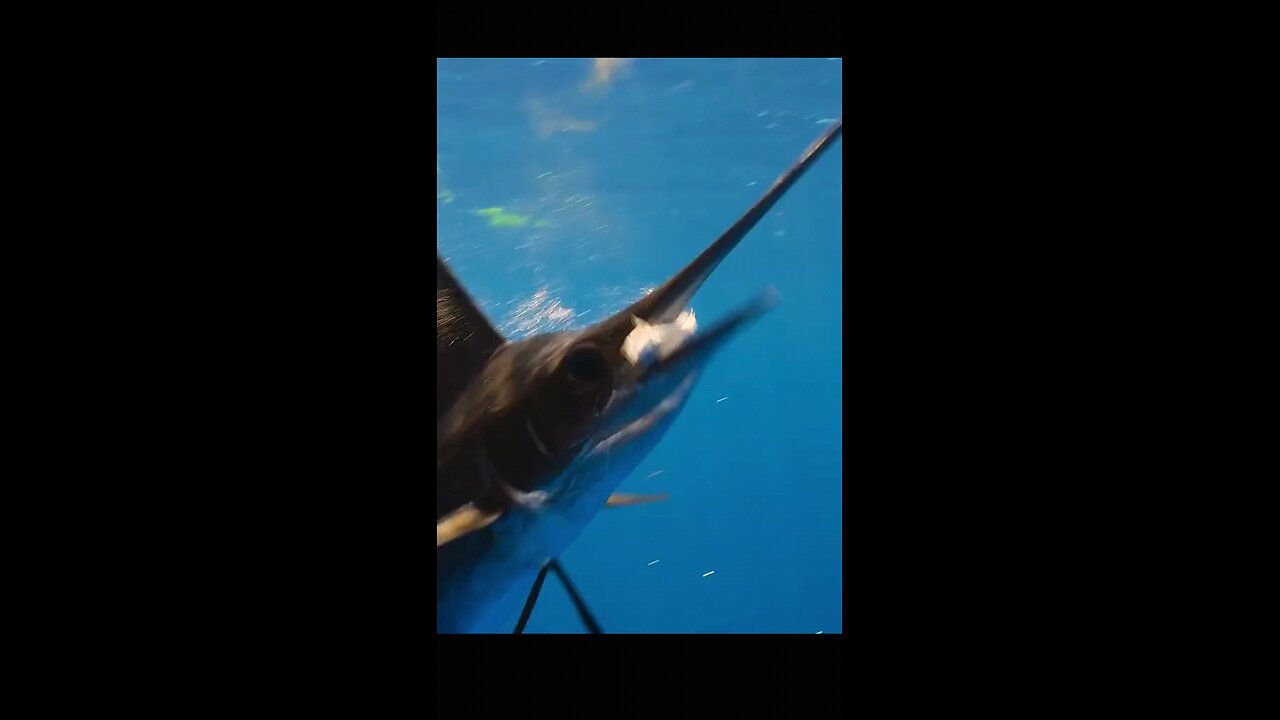 Animal World PT 01