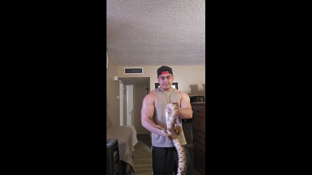 My Boa Constrictor #reptile #reptileexpo #pets #Venomous #boaconstrictor