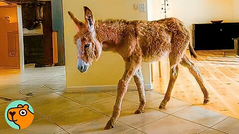 Donkey Moves Into Woman's House To Drink From The Sink! | Cuddle Buddies