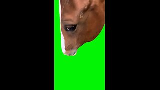 Horse Eating | Green Screen
