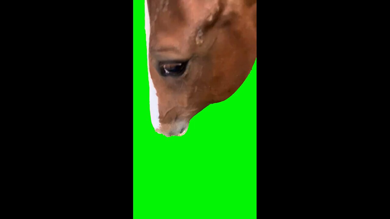 Horse Eating | Green Screen