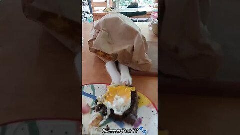 Funny animals 2024😂- Funniest Cats and Dogs Video😹🐶 #82