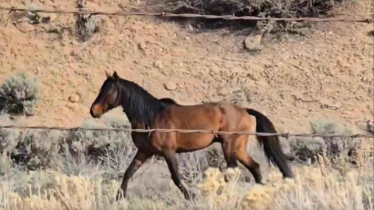 Wild Horses at Washoe State Park Nevada