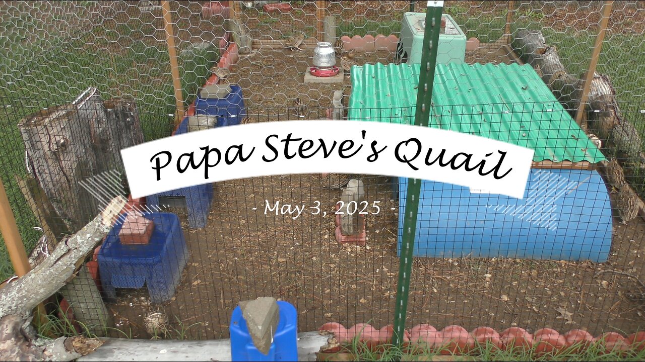 Back Yard Quail Morning Routine