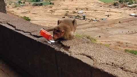Ganpati Bappa - lenyadri, too much monkey's are there