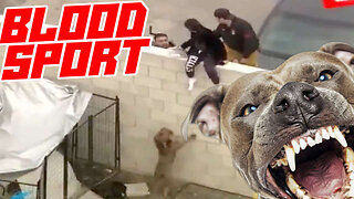 Pit Bull Breeder Gets Eaten Alive By His Dogs