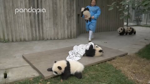 panda and their nany