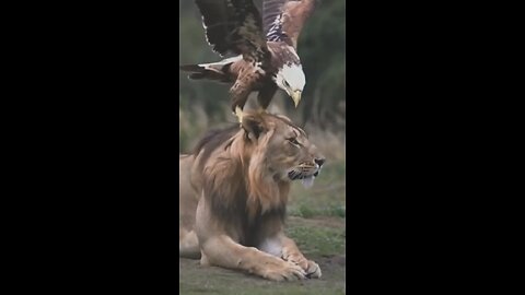 surah Az- zumar (62/66)