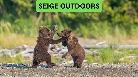 Katmai National Park Bear Feeding Live Stream!