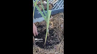 Harvesting Garlic
