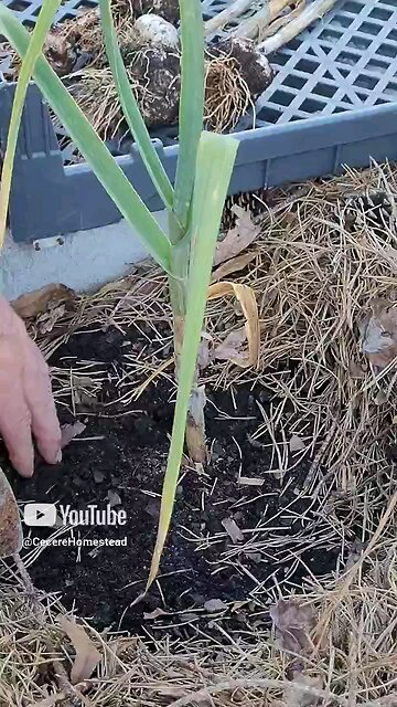 Harvesting Garlic